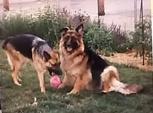 Hannah and Sarah German Shepherds